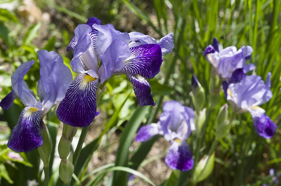 Iris, Blue, Flower, Blossom, Bloom, garden, nature, purple HD wallpaper