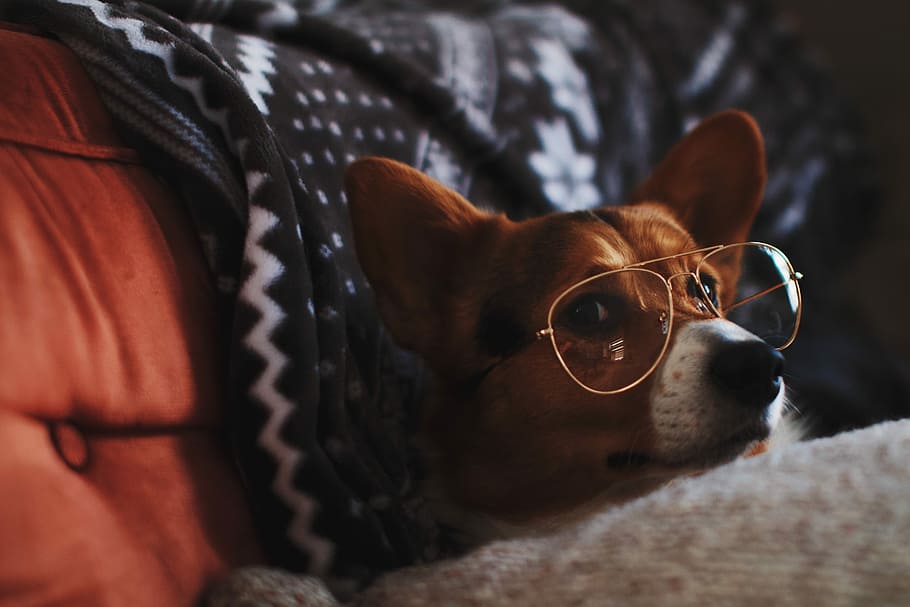 an and white dog wearing eyeglasses, dog wearing eyeglasses, corgi, HD wallpaper
