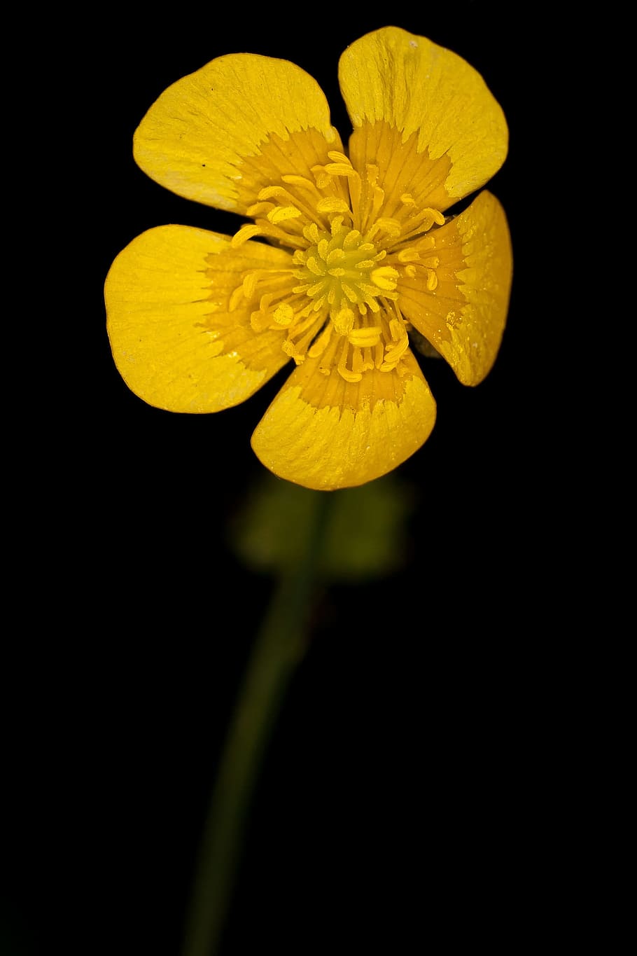 Buttercup, Flower, Yellow, Macro, blossom, bloom, flower head HD wallpaper