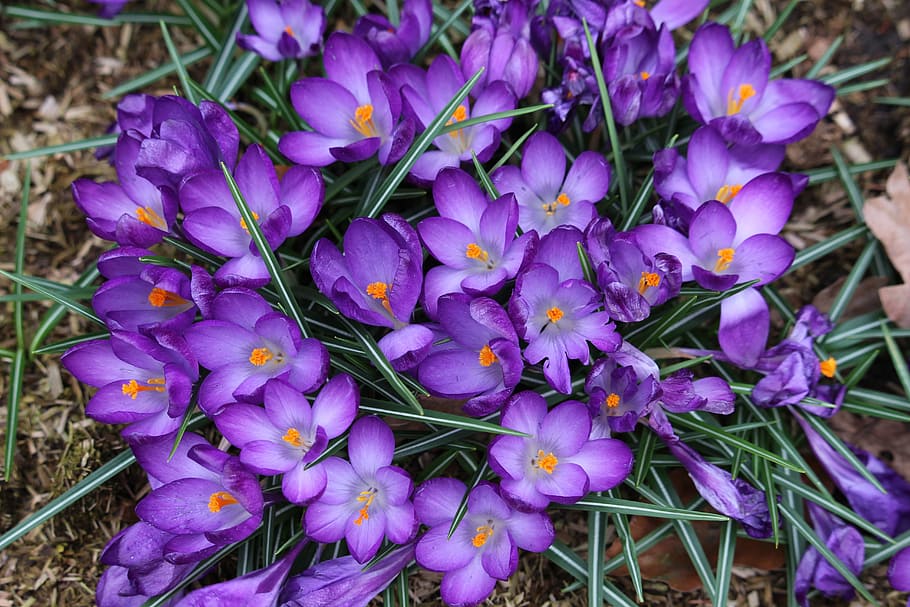 Crocus, Spring, Flower, Purple, nature, plant, close-up, outdoors HD wallpaper