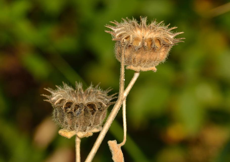 nature, abutilon, fruit, seeds, dandelion, plant, close-up HD wallpaper