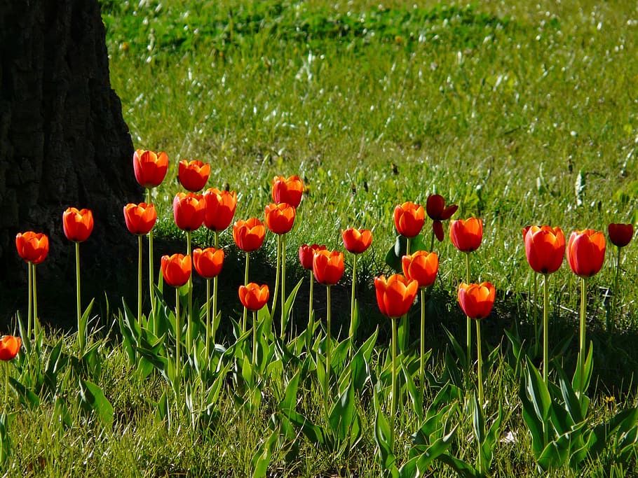 Tulips, Back Light, Beautiful, red, tulpenbluete, flowers, colorful HD wallpaper