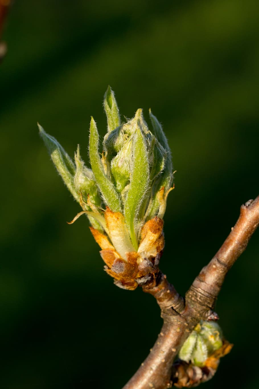 nature, leaf, plant, pear, blossom, close-up, green color, no people HD wallpaper