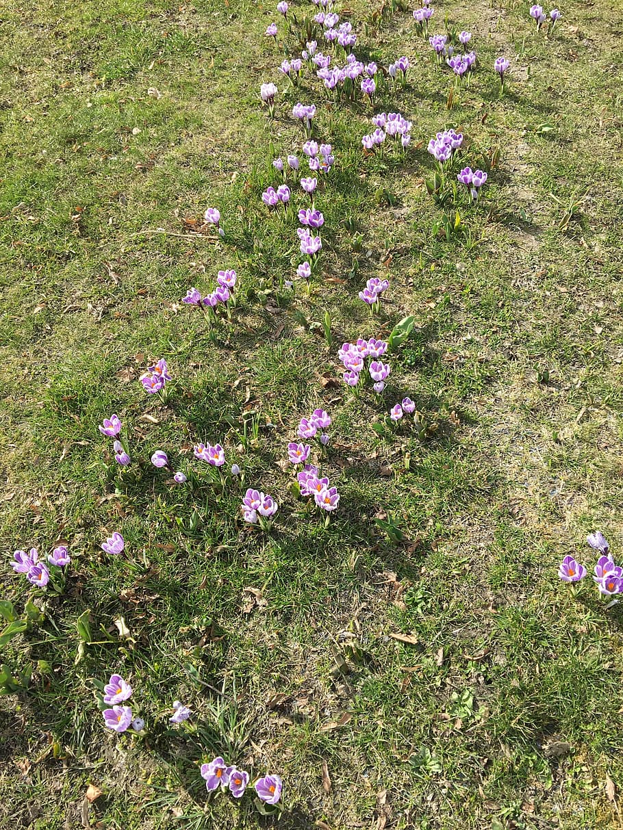 flowers, spring, crocus, plant, flowering plant, field, land HD wallpaper