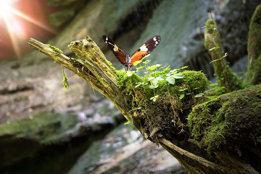 butterfly perched on the green plants, insect, nature, animal HD wallpaper
