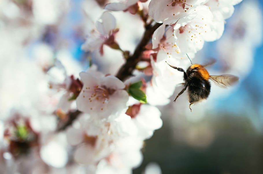 Bee, Flower, Hard, Worker, hard worker, slogger, perseverance HD wallpaper