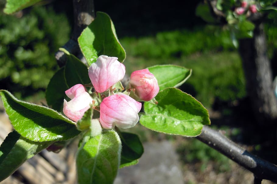 apple tree, apple blossom, bloom, white, pink, branch, leaves HD wallpaper