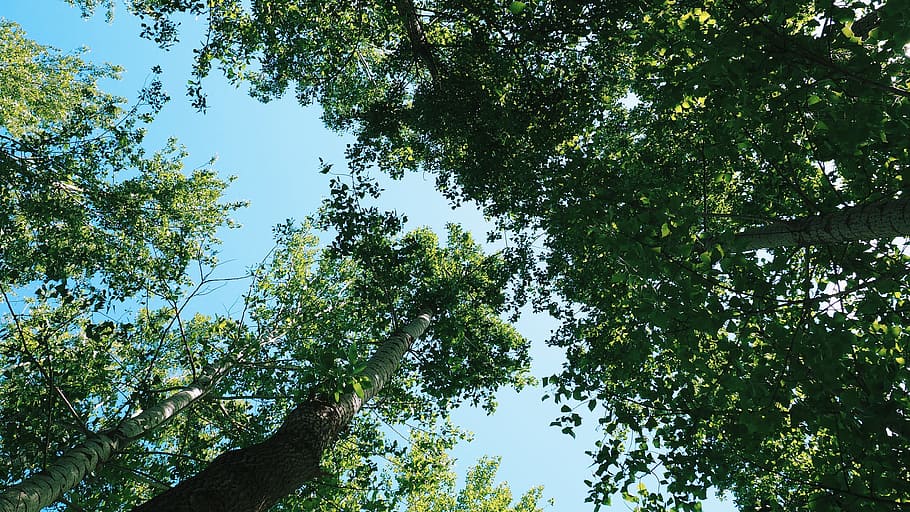 trees, leaves, branches, nature, sunshine, blue, sky, plant HD wallpaper