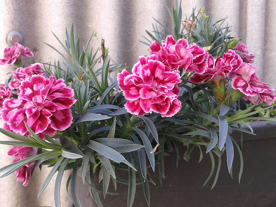 carnation, flower, spring, garden, flowering plant, freshness HD wallpaper