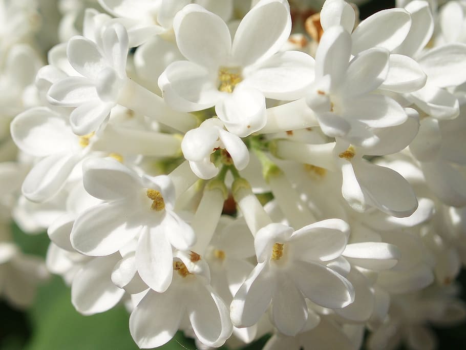 lilacs, white, spring, flower, white color, petal, close-up HD wallpaper
