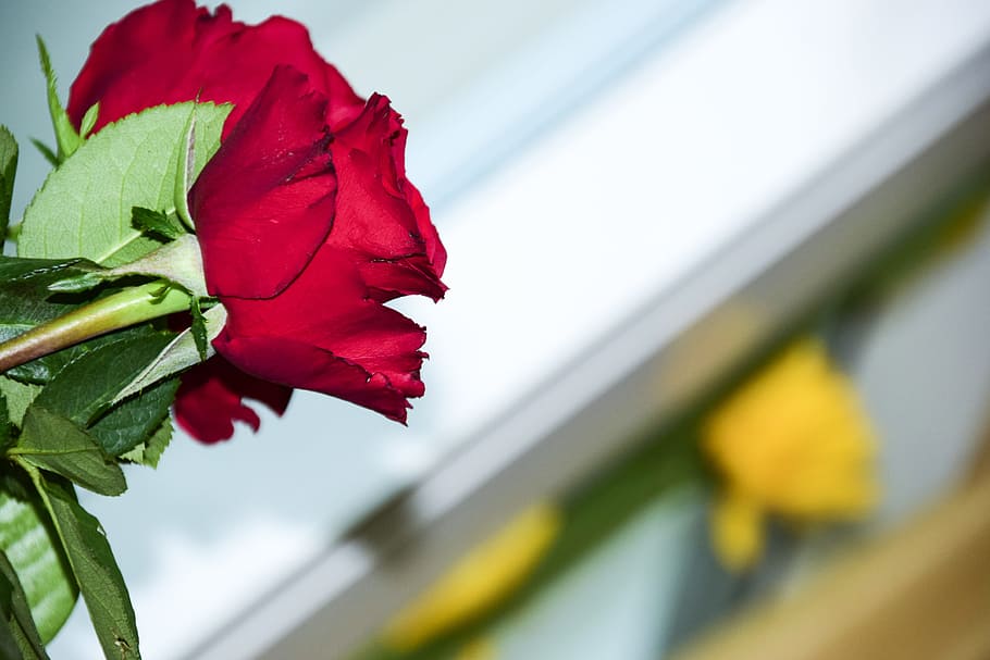 flower, red, rose, beauty in nature, flowering plant, freshness HD wallpaper