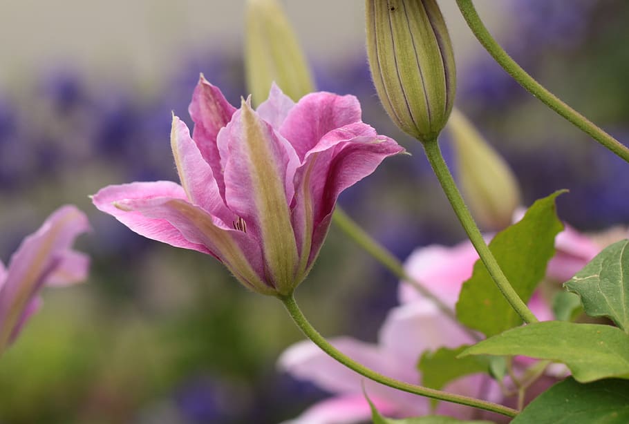 closeup photo of pink petaled flower, clematis, climber, blossom HD wallpaper