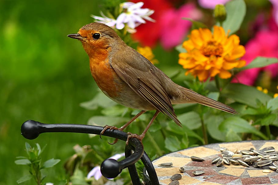 selective focus photography of European robin, erithacus rubecula HD wallpaper