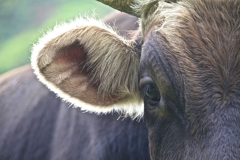 HD wallpaper: black water buffalo, cow, andes, back light, hair, detail