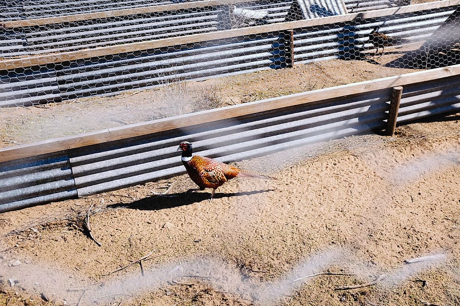 brown bird inside cage, brown bird on coop, duck, pheasant, farm HD wallpaper