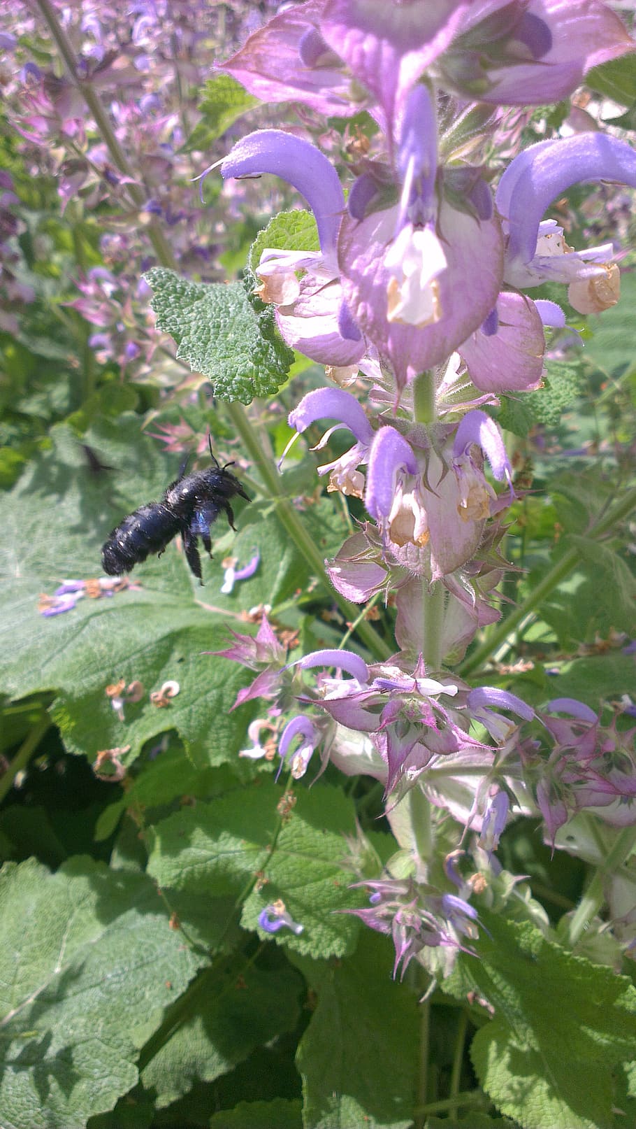 bee, carpenter bee, insect, flower, blossom, bloom, nectar HD wallpaper
