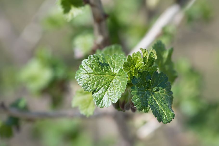 leaves, branch, engine, spring, currant, currant leaves, nature HD wallpaper