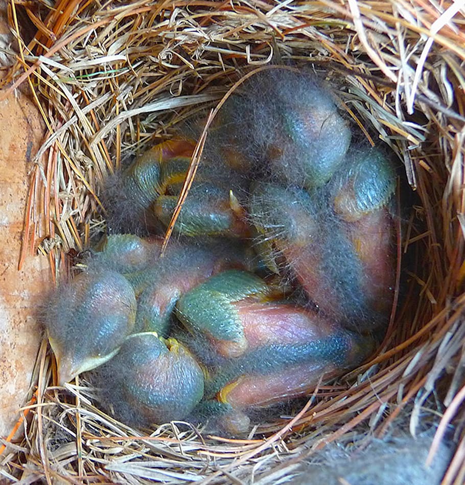 bluebirds, babies, nest, rainbow, feathers, endangered, cute