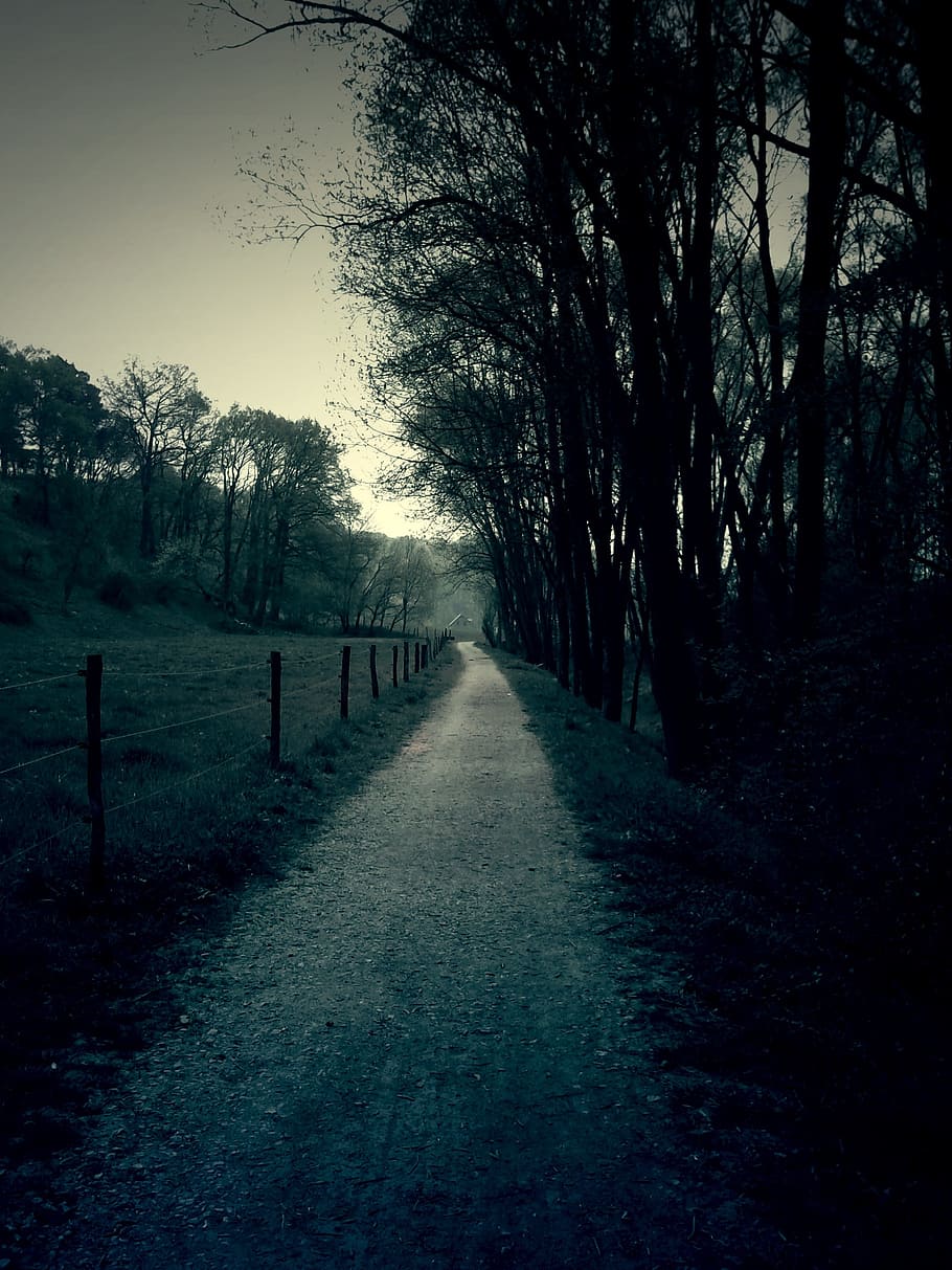 forest, away, gloomy, threatening, nature, landscape, back light HD wallpaper