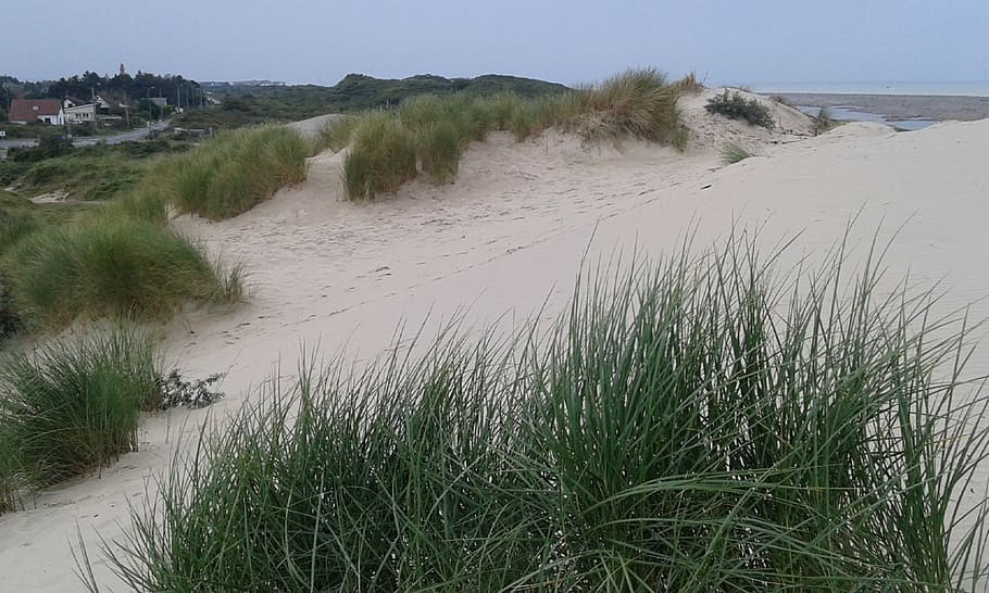 dune, beach, oyats, plant, water, land, grass, sand, nature HD wallpaper