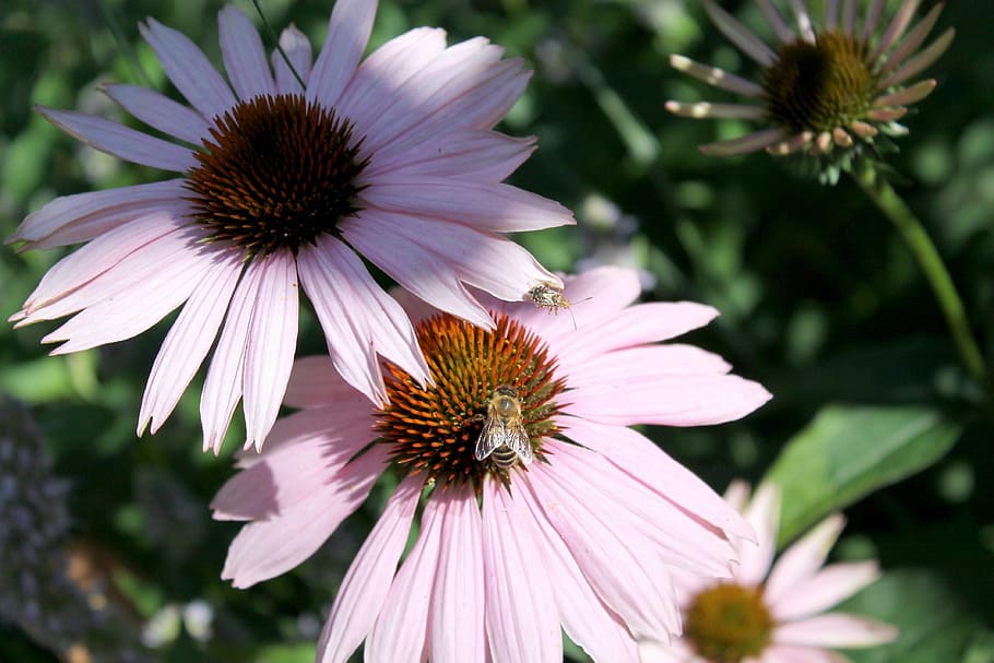 sun hat, insect, summer, blossom, bloom, garden, nature, bee HD wallpaper
