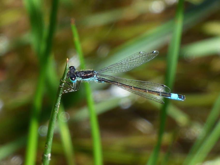 dragonfly, stem, wetland, river, ischnura graellsii, blue dragonfly HD wallpaper