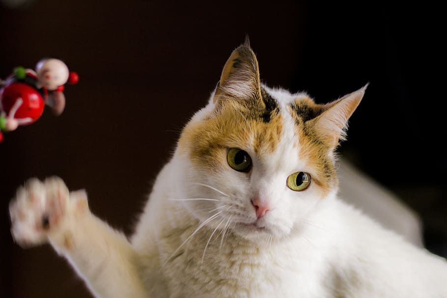 White and Orange Tabby Cat, adorable, animal, animal photography