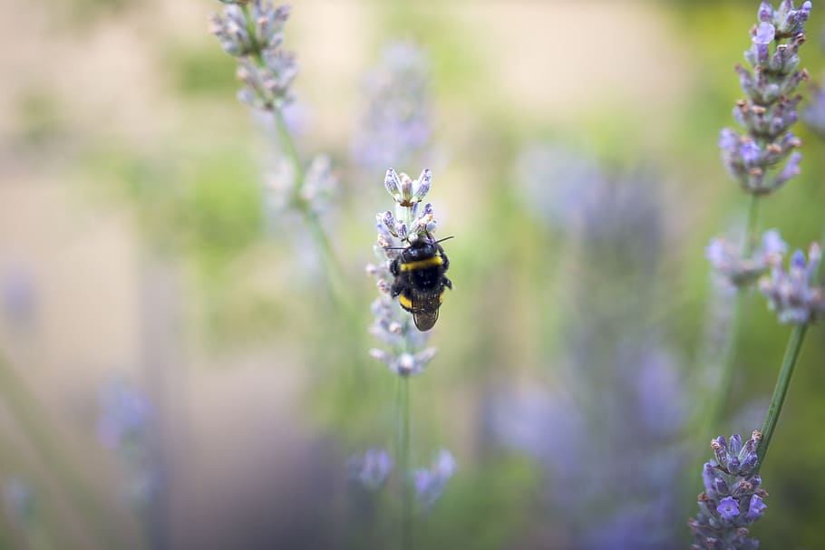 hummel, flower, insect, close, flowering plant, animals in the wild HD wallpaper