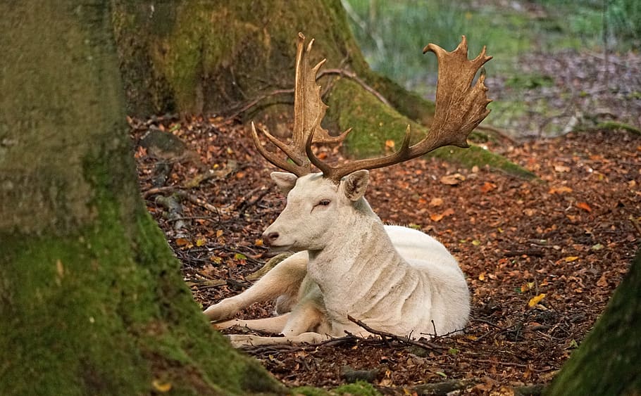 white deer sitting on brown leaves, white fallow deer, antler HD wallpaper