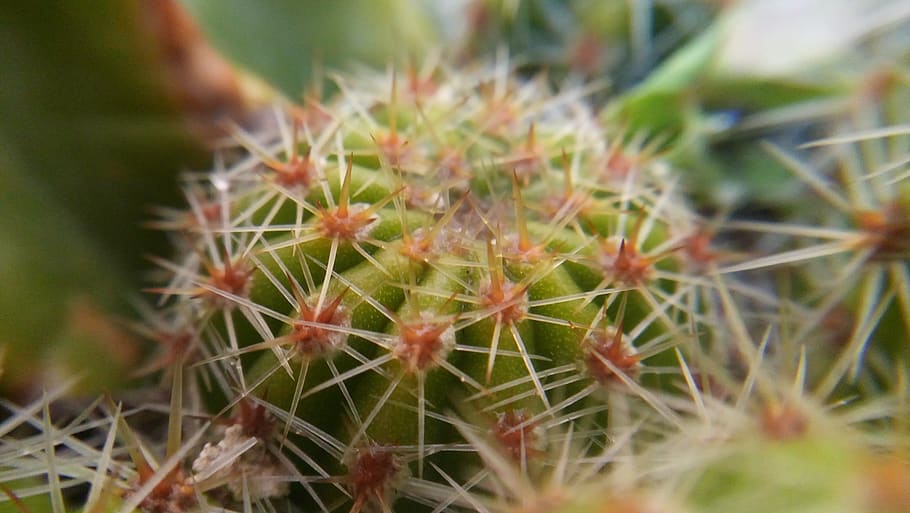 cactus, green, thorns, dry, desert, macro, thorny, nature, dry thistle, HD wallpaper