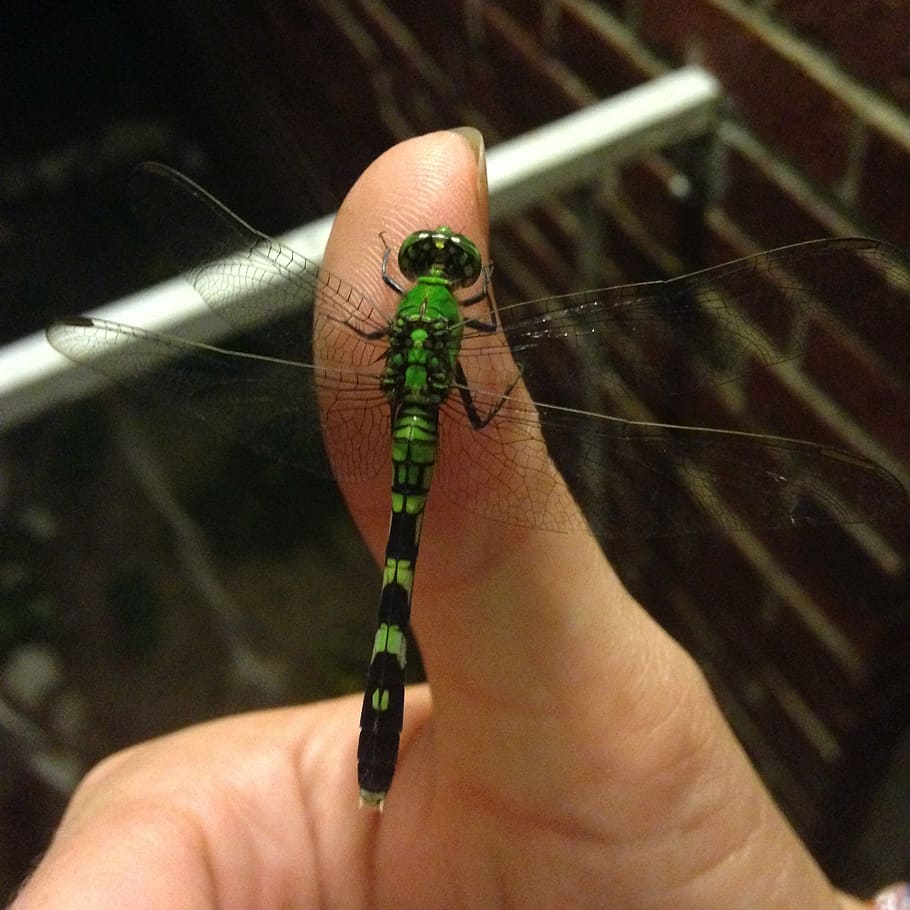 dragonfly, green, bug, insect, wings, hand, wildlife, design HD wallpaper