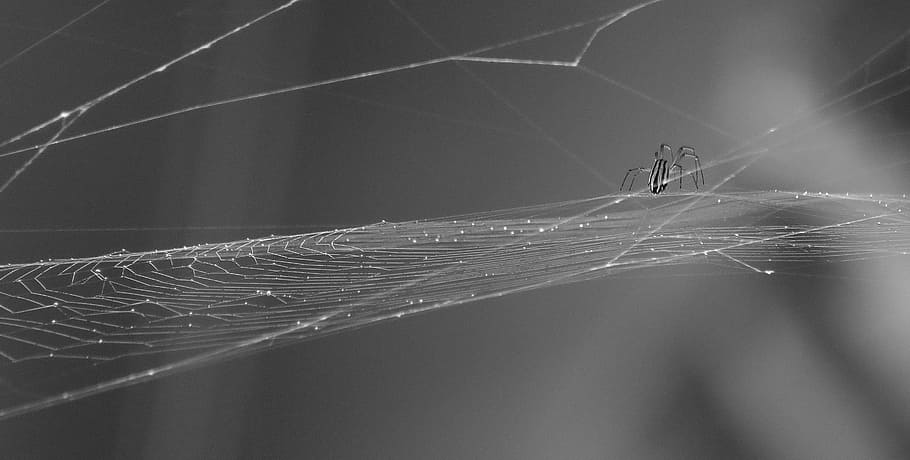 black and white, insect, spider, web, armenia, close-up, spider web HD wallpaper