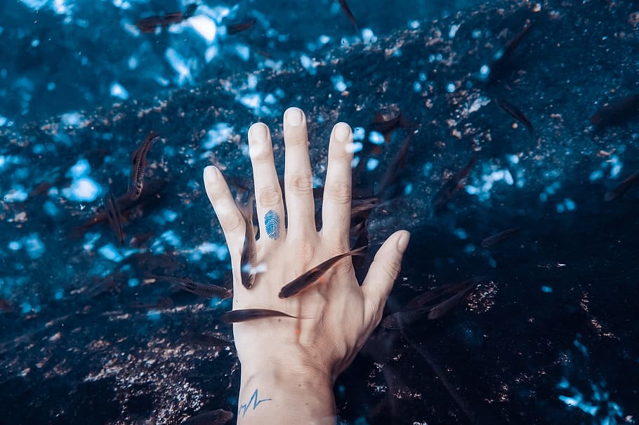 left human hand surrounded black pet fish, underwater photography of black fish HD wallpaper