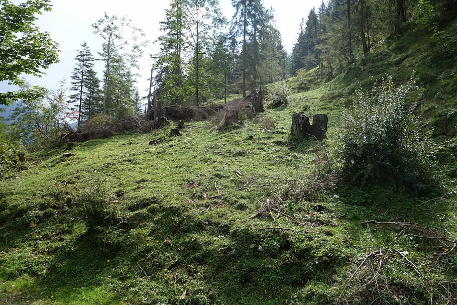 Forest, Tree Stump, Moss, Green, Green Grass, slope, pine tree HD wallpaper