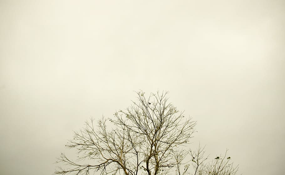 sky, tree, twigs, silhouette, landscape, against light, nature HD wallpaper