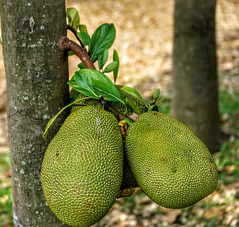 jackfruit, fenne, native, southeast, india, tropical, food HD wallpaper