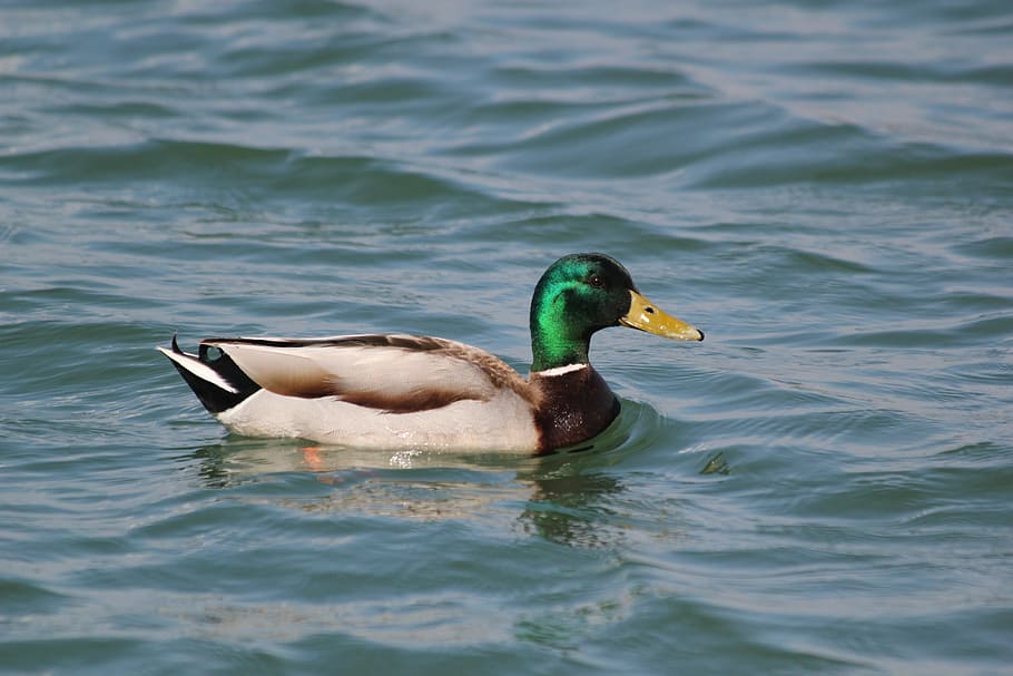 duck, wild, glossy feathers, floats, water, bird, animal wildlife HD wallpaper