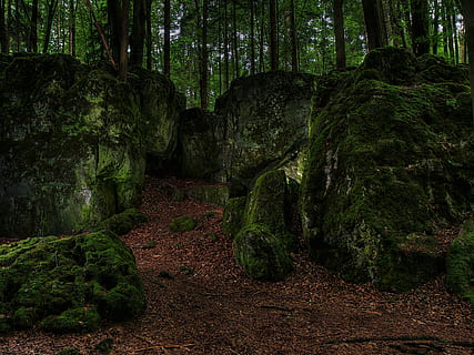 rocks covered by mossy, forest, green, bemoost, water running HD wallpaper