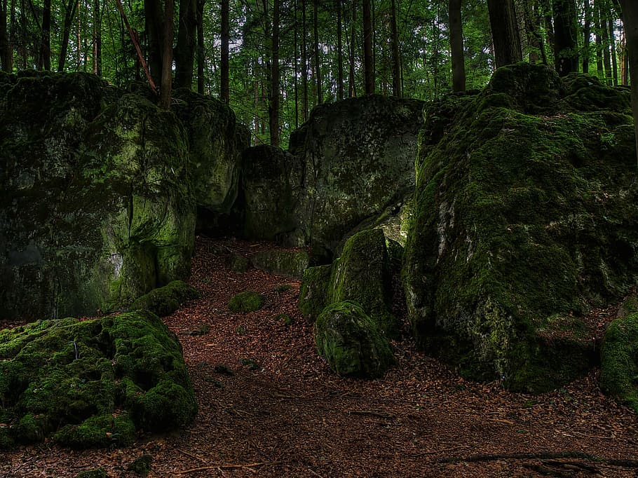 rocks covered by mossy, forest, green, bemoost, water running HD wallpaper