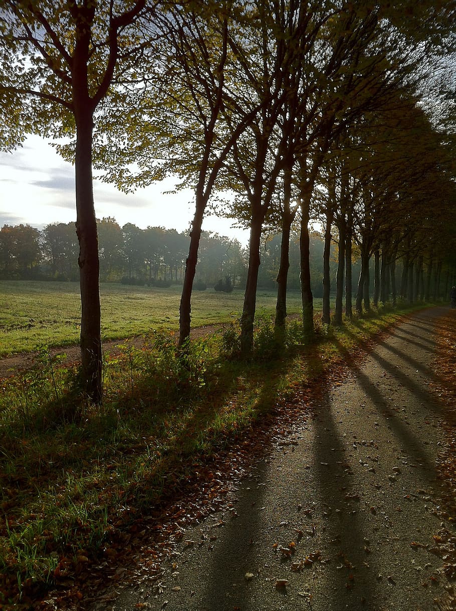 avenue, october, light, sun, shadow, trees, meadow, rush, green HD wallpaper
