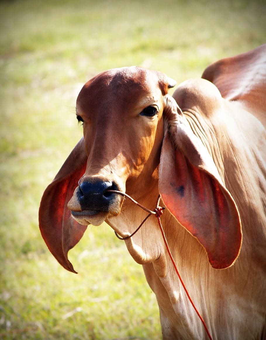 brown, white, background, isolated, snout, agriculture, mammal HD wallpaper