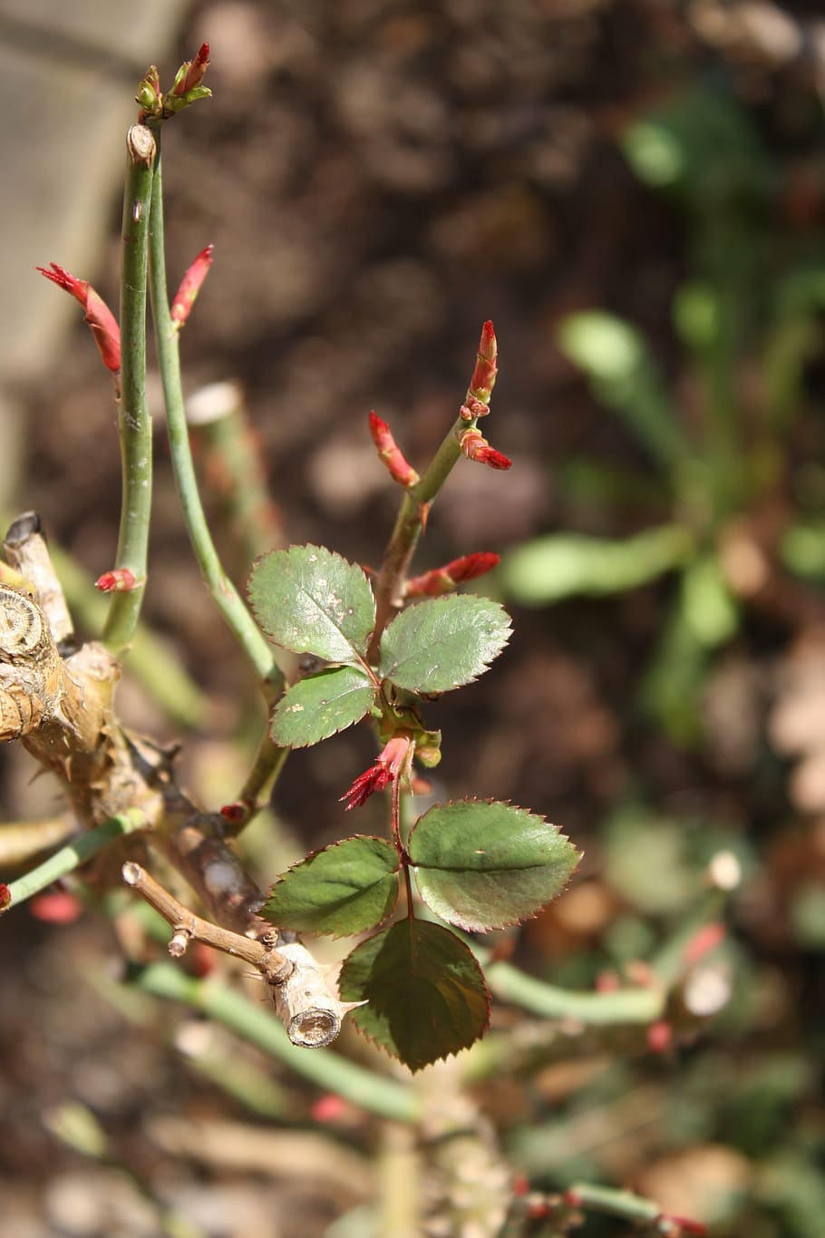 spring, roses, bud, macro, leaves, plant, growth, close-up HD wallpaper