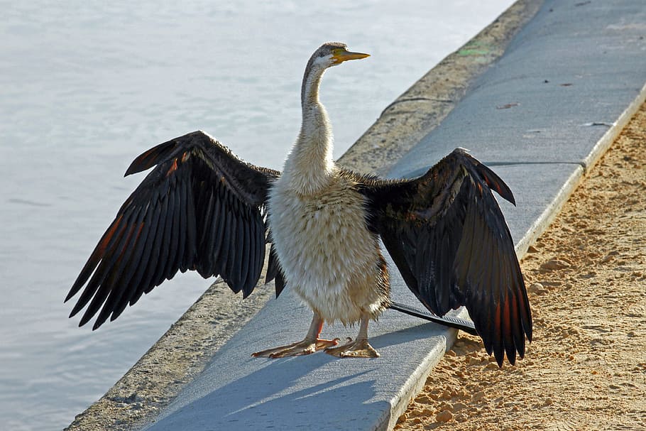 darter, australia, perth, dry, bank, bird, animal, animal themes HD wallpaper