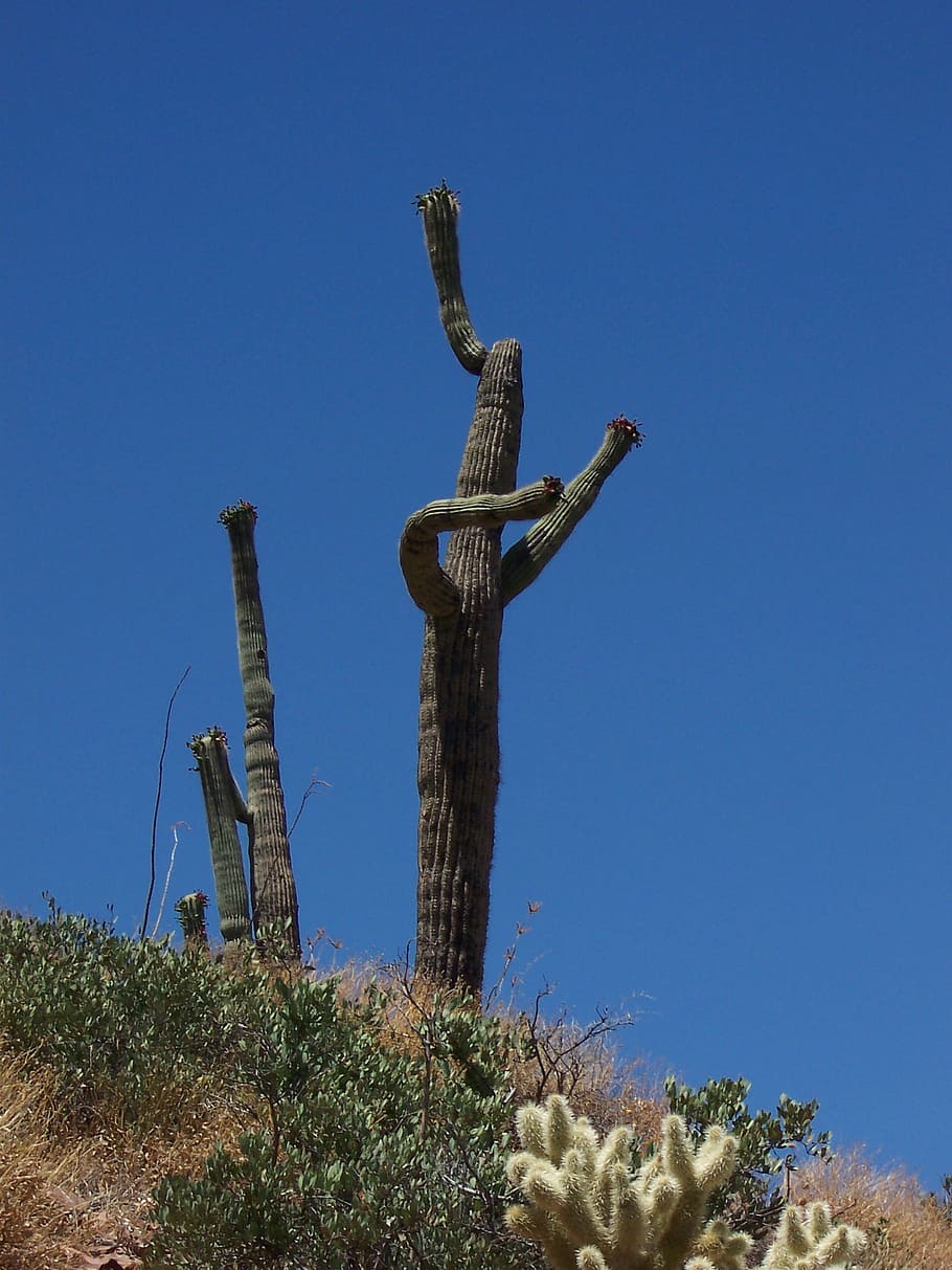 cactus, saguaro, nature, desert, landscape, green, plant, blue, HD wallpaper