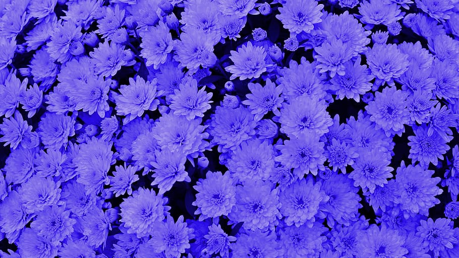 blue, background, chrysanthemums, flower, plant, blossom, bloom