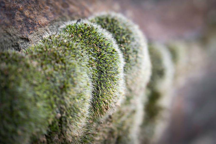 moss, wall, green, stone, macro, fouling, stone wall, lichen HD wallpaper