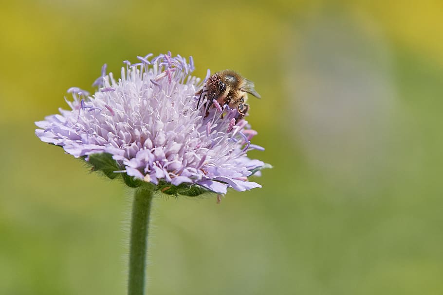bee, bleed, macro, insect, close up, flower, spring, pollination HD wallpaper