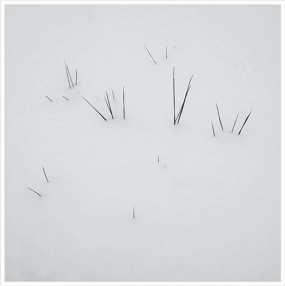 Winter, White, Icicle, Snow, Cold, winter dream, snowy, frozen HD wallpaper
