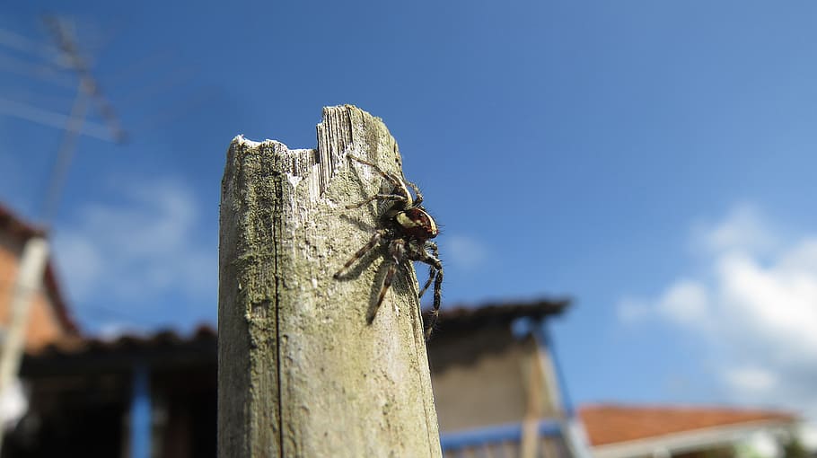 insect, spider hunter, macro, colombia, nature, animal themes HD wallpaper