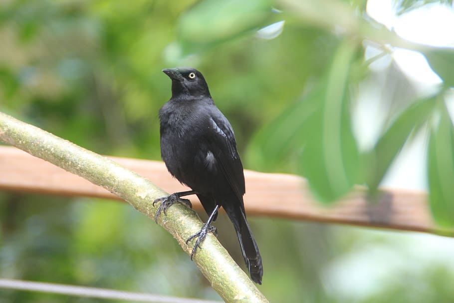 bird, barbados, nature, tree, animal wildlife, vertebrate, animal themes HD wallpaper